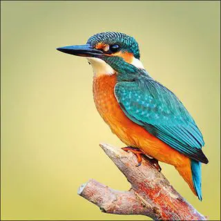 "Kingfisher" Luxury Luncheon Napkin