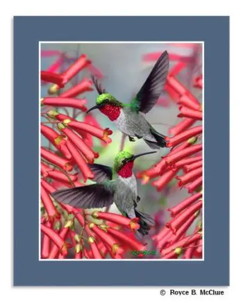 Hummingbirds Mini-poster