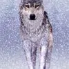 "Wolf & Moose Flip" 3D Postcards - Image 2