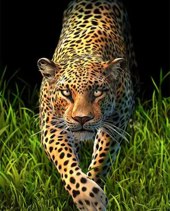 Big Cats 3D Flip postcard