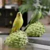 6.3" Parrot Standing on Fruit