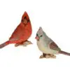 Cardinals on Gold Branch (Male & Female Cardinals - Set of 2)