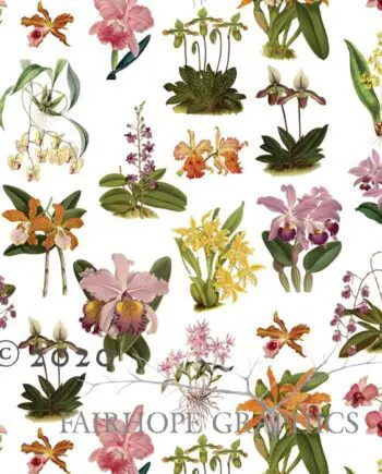 Orchid Gift Wrap