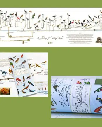 A History of Existing Birds Panorama Poster