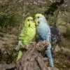 7" Blue & Green Budgerigar Pair Motion Activated Singing Figurine