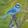 9.5" Blue Jay On Branch