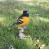 7" Oriole On a Branch Figurine