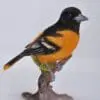 7" Oriole On a Branch Figurine