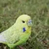 5" Green Budgerigar with Iron Foot