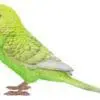 5" Green Budgerigar with Iron Foot