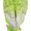 5" Green Budgerigar with Iron Foot
