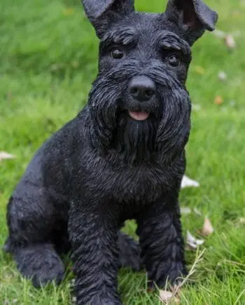 13" Black Schnauzer Sitting Figurine