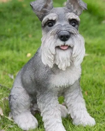 13" Grey Schnauzer Sitting Figurine