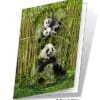 Panda Family 3D Gift Card