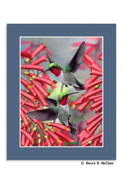 Hummingbirds Mini-poster