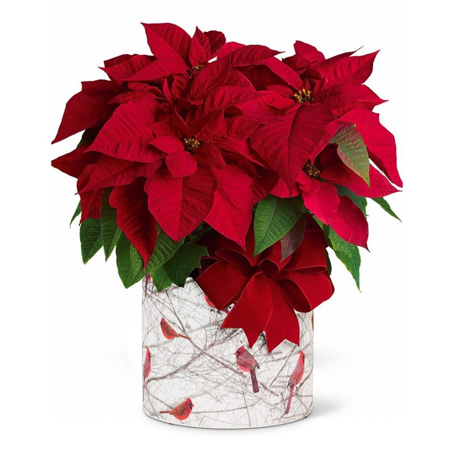 Cardinal planter with poinsetta