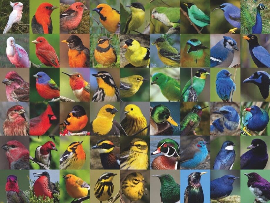 Rainbow of Birds 1000 Piece Jigsaw Puzzle