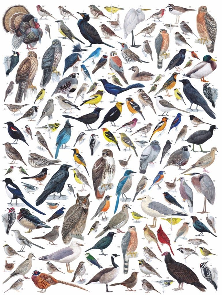 Birds of Western North America 1000 Piece Jigsaw Puzzle