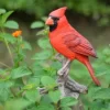 8.25" Cardinal on a Stump