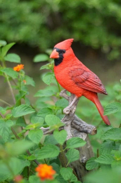 8.25" Cardinal on a Stump
