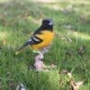 7" Oriole On a Branch Figurine