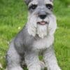 13" Grey Schnauzer Sitting Figurine