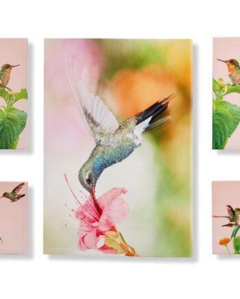 Hummingbird Design Canvas Wall Prints Set